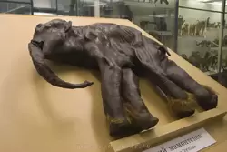 Магаданский мамонтенок в Зоологическом музее
