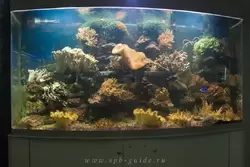 Морской аквариум в Зоологическом музее