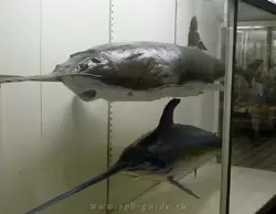 Обыкновенная рыба-пила в Зоологическом музее