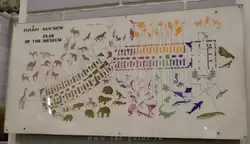 Схема Зоологического музея