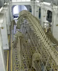 Скелет кита и зубатки в зоо музее