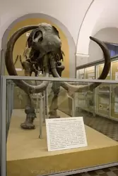 Скелет Ленского мамонта