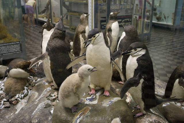 Зоологический музей, пингвины