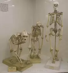 Зоологический музей, скелеты береговой гориллы, шимпанзе и человека