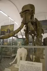 Зоологический музей, южный слон