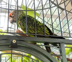 Попугай в павильоне «Вольер» в Петергофе