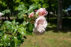 Розы у павильона «Вольер» в Петергофе