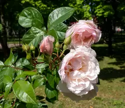 Розы у павильона «Вольер»