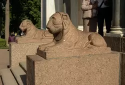 Скульптуры львов у Воронихинской колоннады в Петергофе