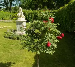 Красная роза, Собственный сад Фермерского дворца в Петергофе