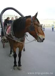 Лошадка на Дворцовой площади