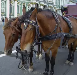 Лошадки на Дворцовой площади