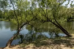 Парк Победы в СПб, живописные деревья нависают над Адмиралтейским прудом