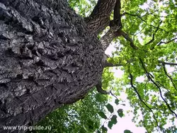 Петергоф, вековое дерево