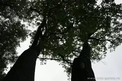 Двойное дерево