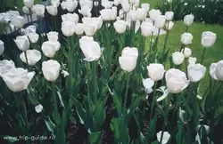 Павловск, Тюльпаны