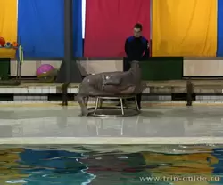 Дельфинарий Санкт-Петербурга, заседание королевны моржихи