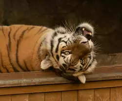 Амурский тигр в зоопарке Петербурга