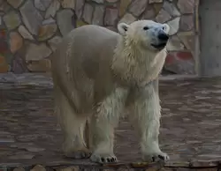 Белый медведь в зоопарке Петербурга