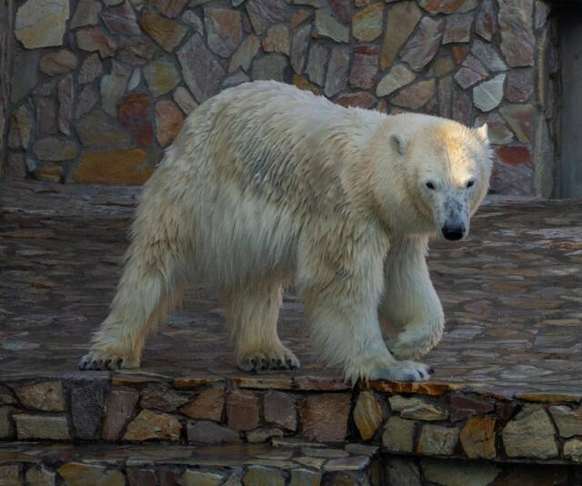 Белый медведь в зоопарке Санкт-Петербурга