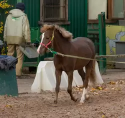 Лошадка на тренировке, зоопарк Санкт-Петербурга
