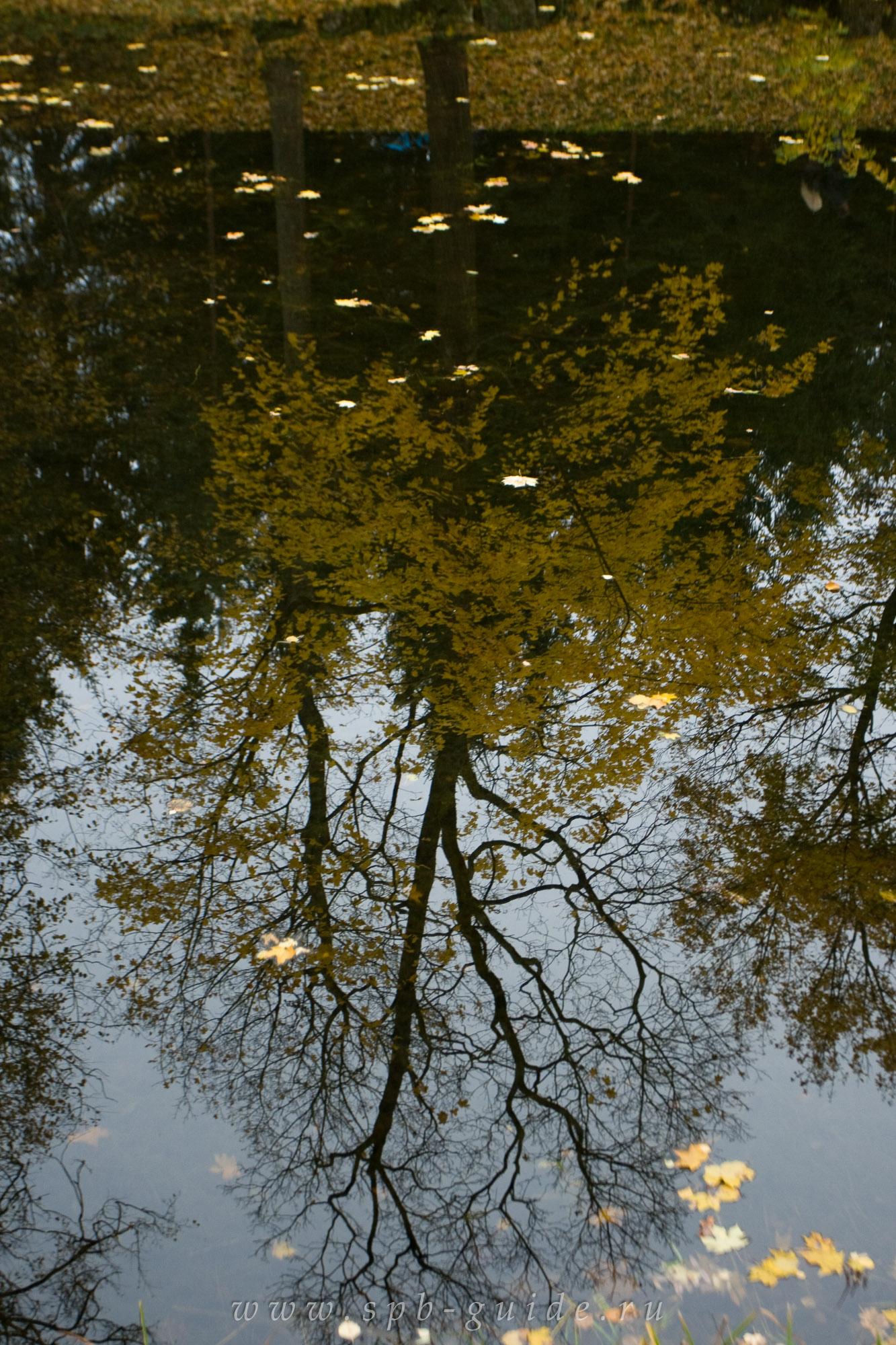 Царское Село, отражение
