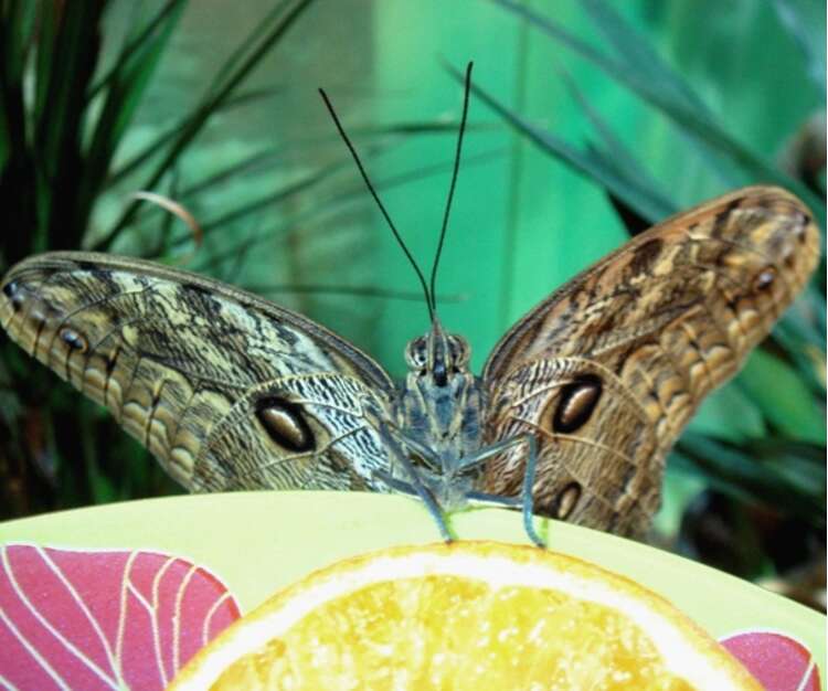 Бабочки в спб живые. Сад тропических бабочек «Миндо». Сад живых тропических бабочек "Миндо". Музей тропических бабочек «Миндо». Музей живых бабочек «тропический рай».