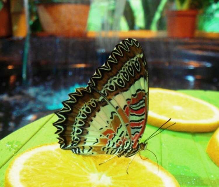 Бабочки в спб живые