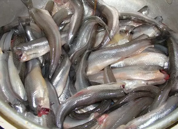 Праздник корюшки, свежая рыба