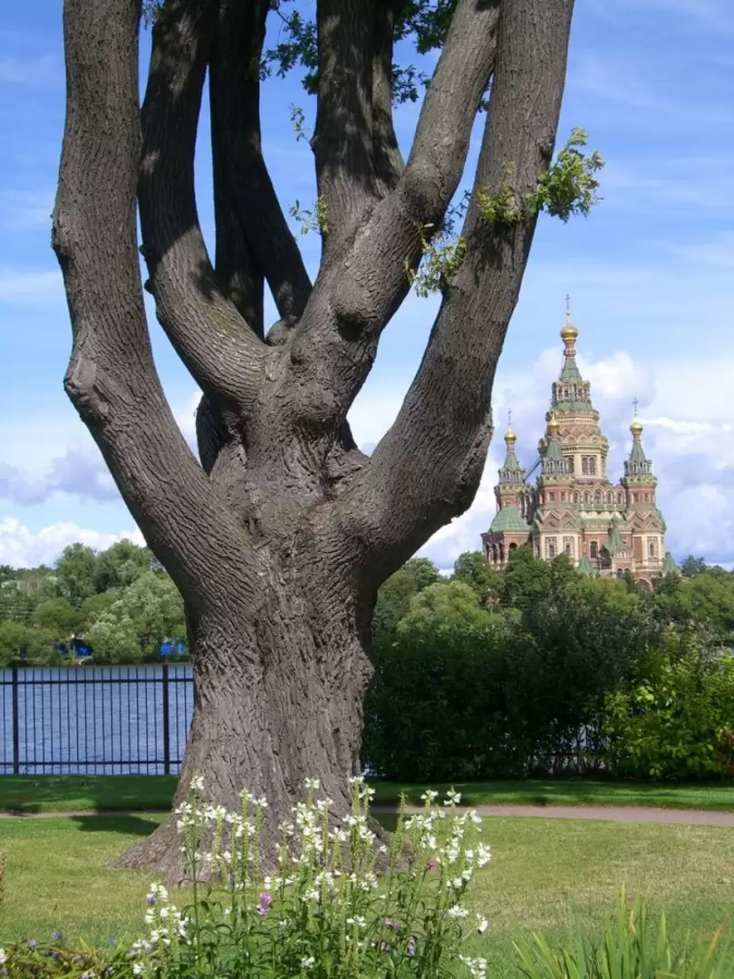 Колонистский парк в Петергофе, фото 67 Колонистский парк в Петергофе, фото 67
