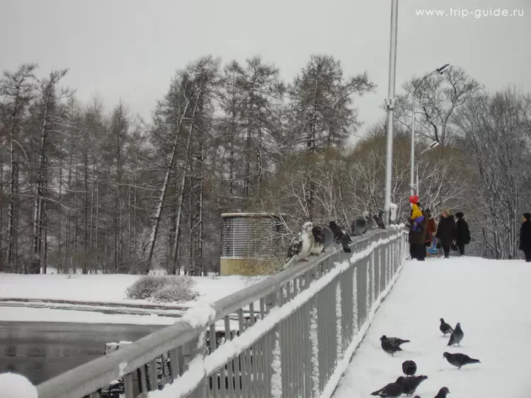 Голуби в парке