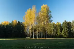 Круг белых берез Круг белых берез