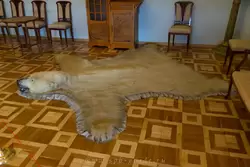 Шкура белого медведя в Кленовой гостиной Гатчинского дворца