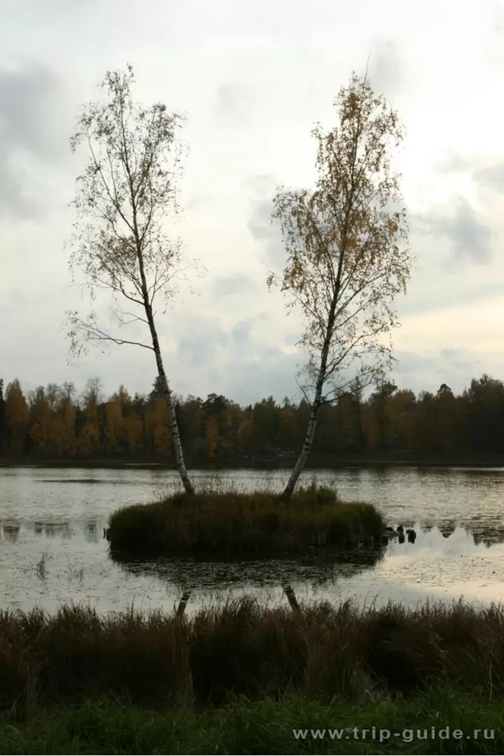 Две берёзы на озере Белое Две берёзы на озере Белое