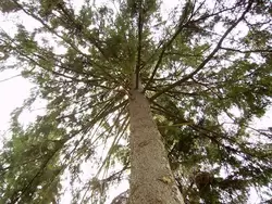 Большое дерево