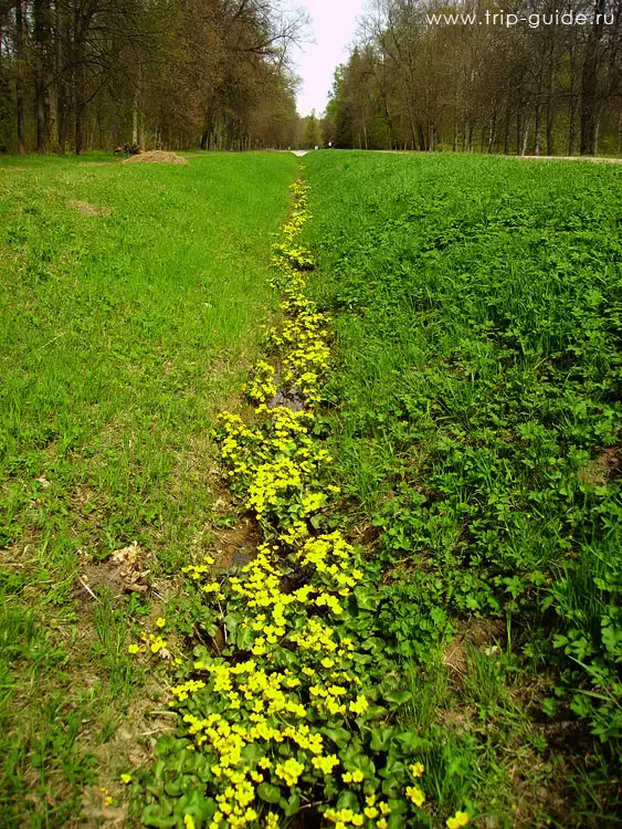 Ораниенбаум, весна Ораниенбаум, весна