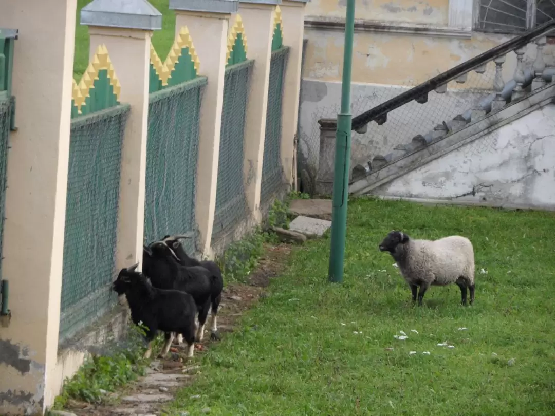 Зверинец во дворе Кавалерского корпуса Ломоносова