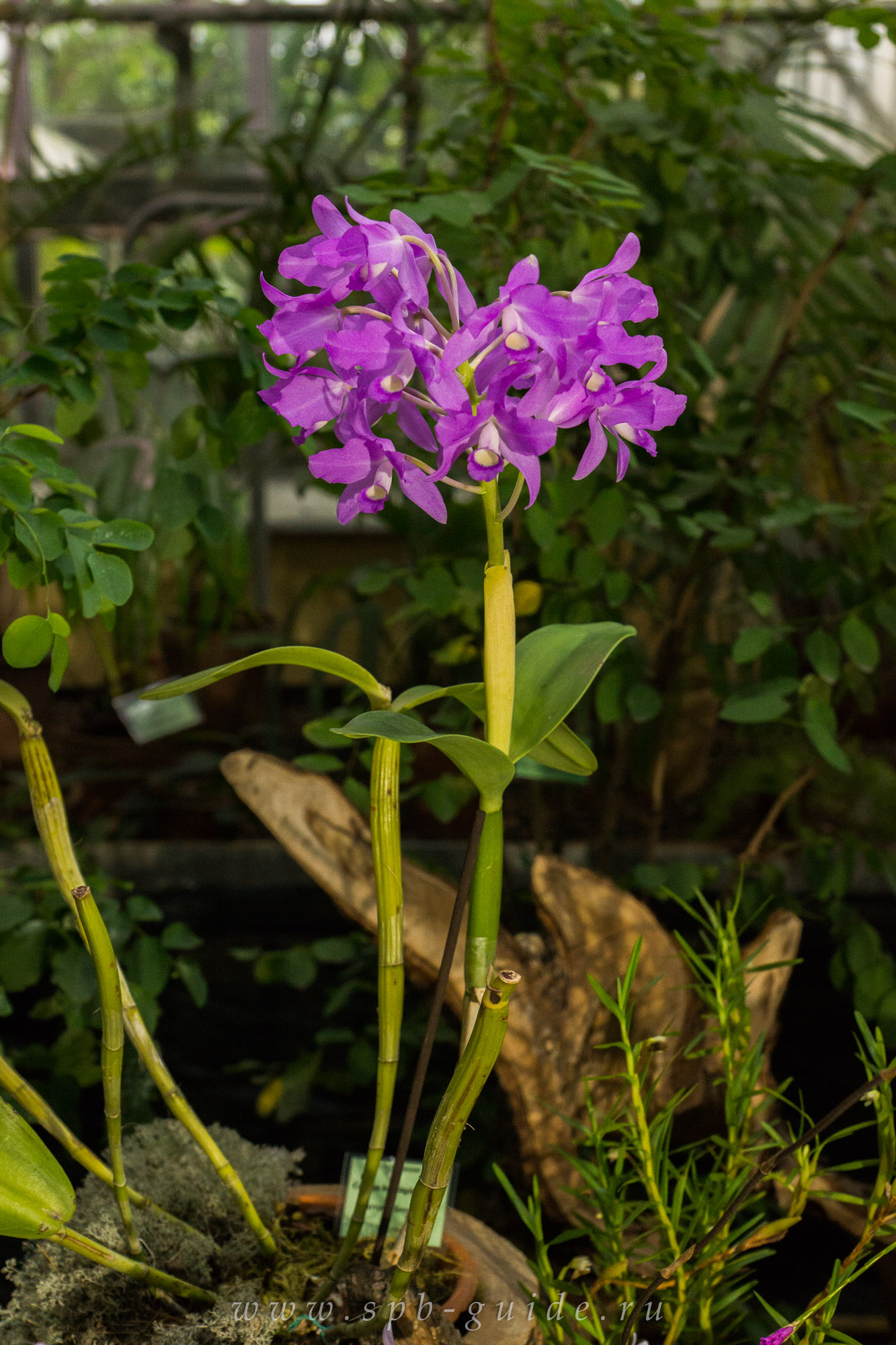 Выставка орхидей, фото 10 Выставка орхидей, фото 10