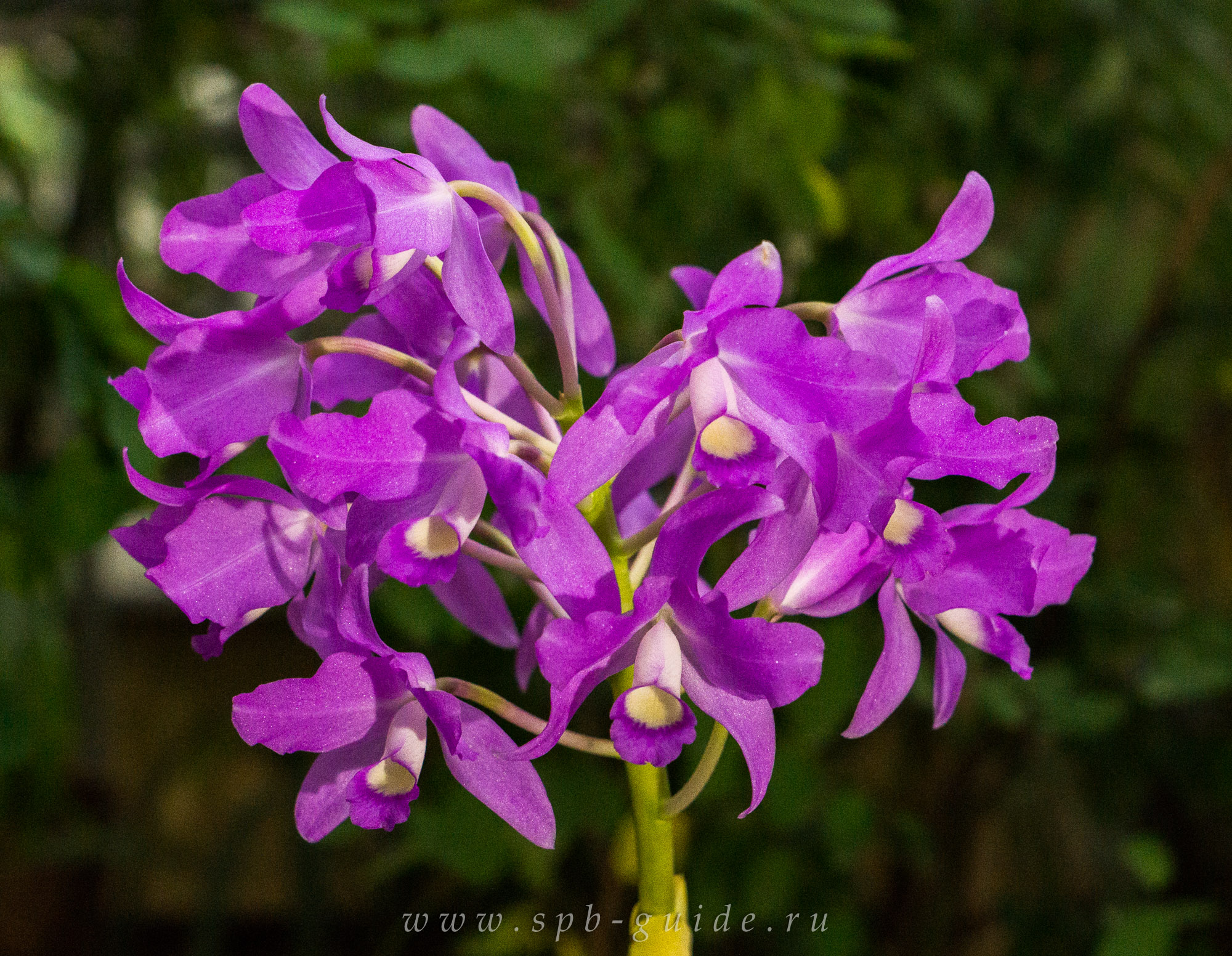 Выставка орхидей, фото 11 Выставка орхидей, фото 11