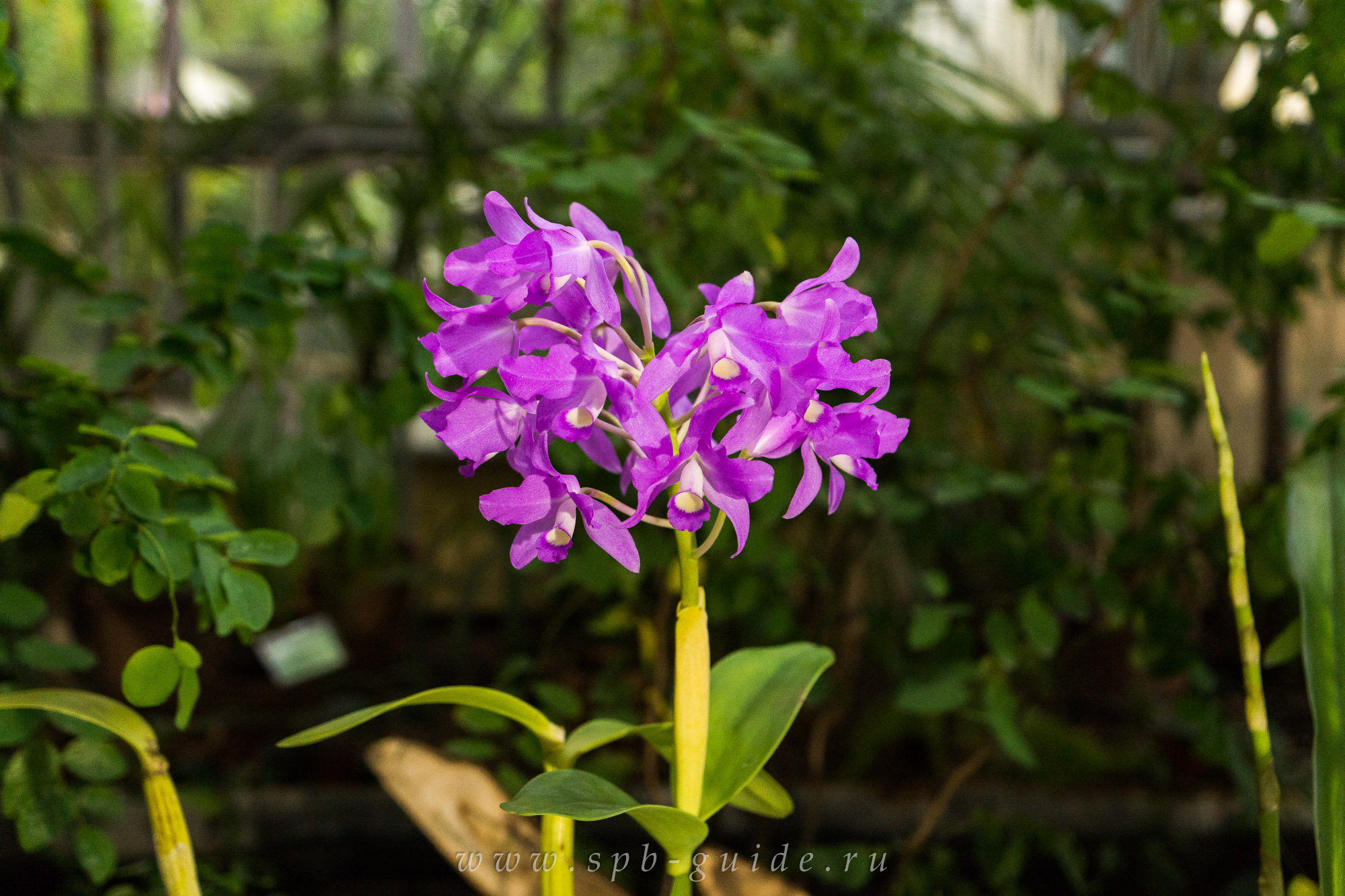 Выставка орхидей, фото 12 Выставка орхидей, фото 12