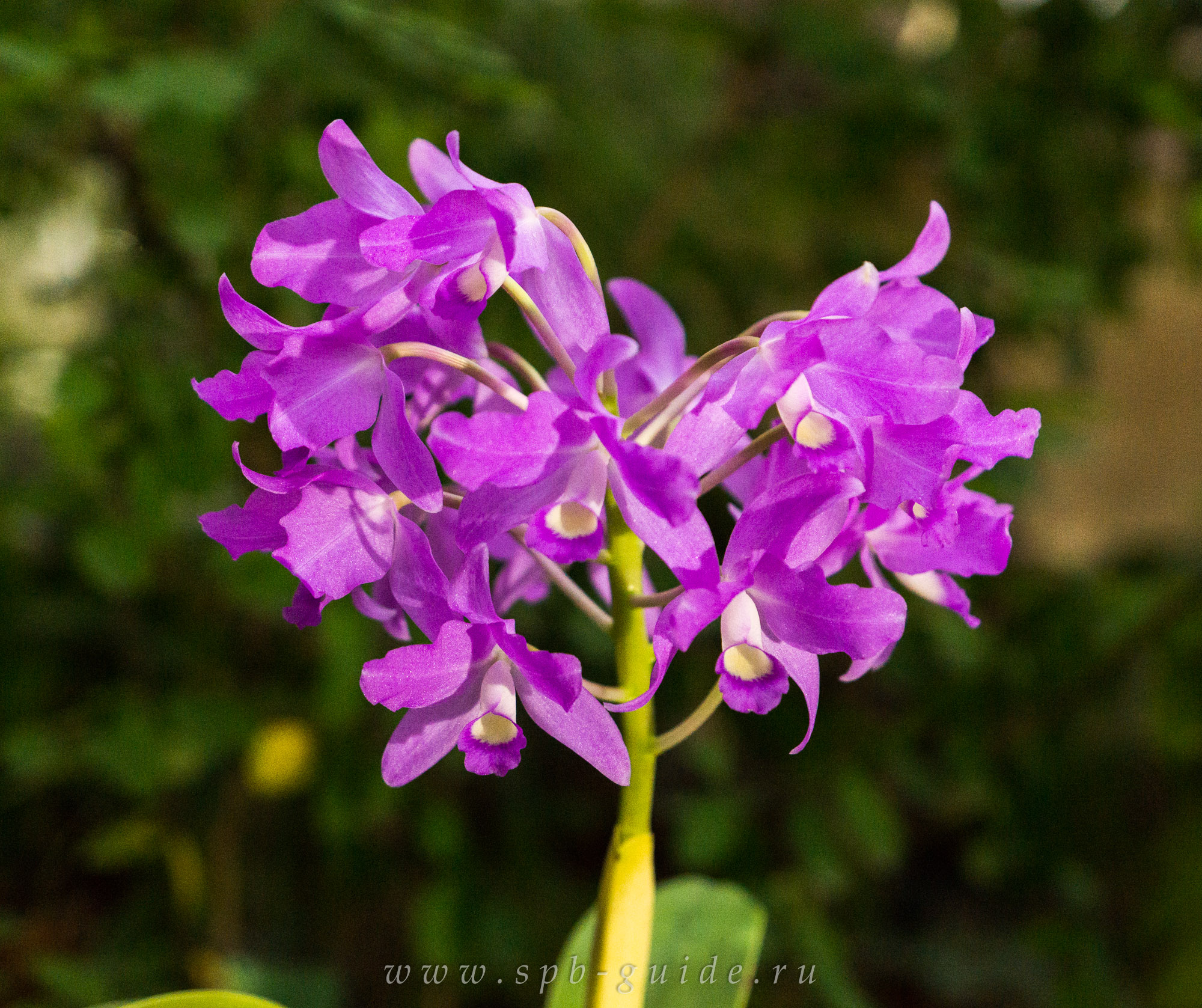Выставка орхидей, фото 14 Выставка орхидей, фото 14