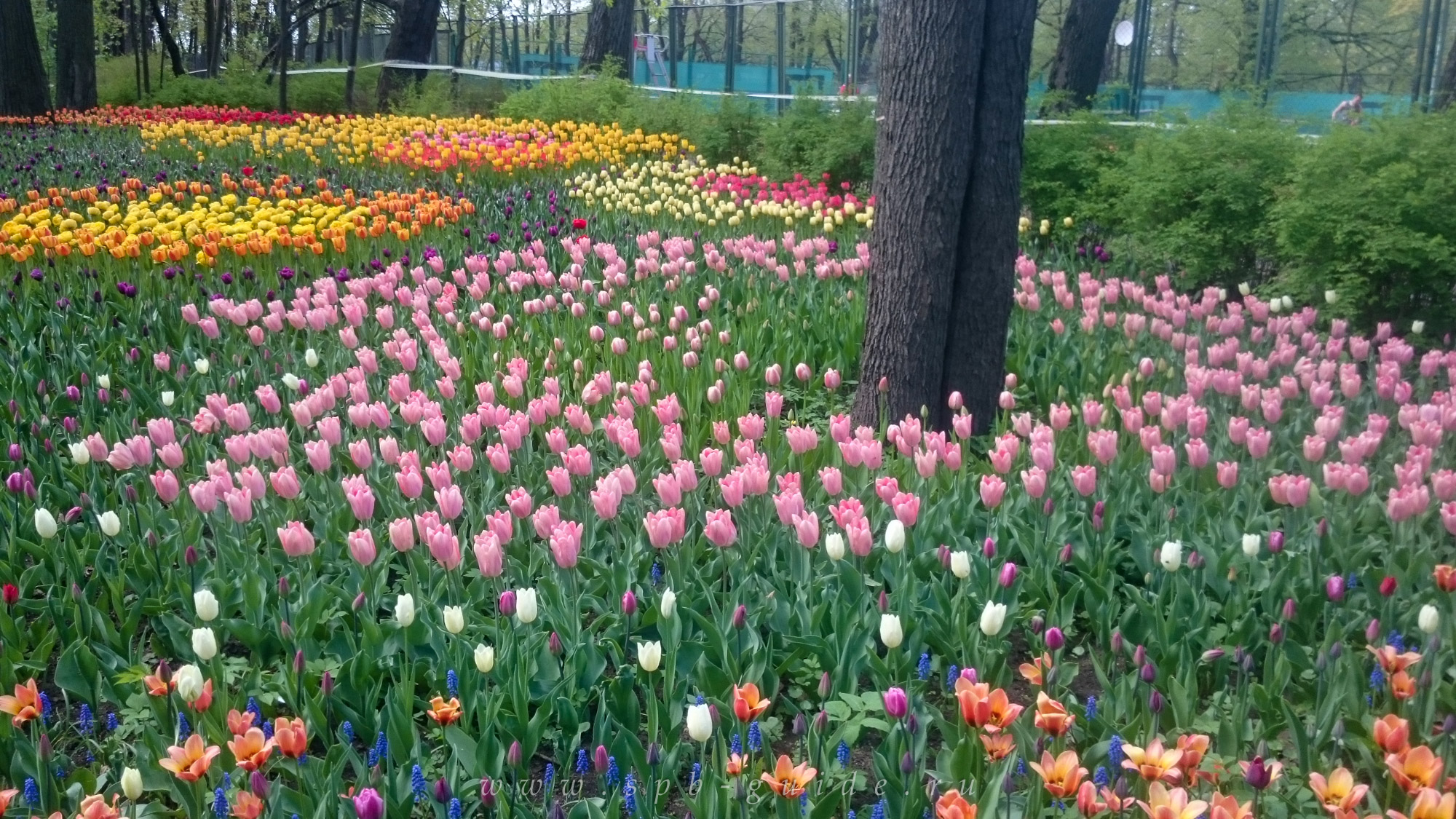 Фестиваль тюльпанов на Елагином острове, фото 21