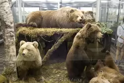 Бурые медведи