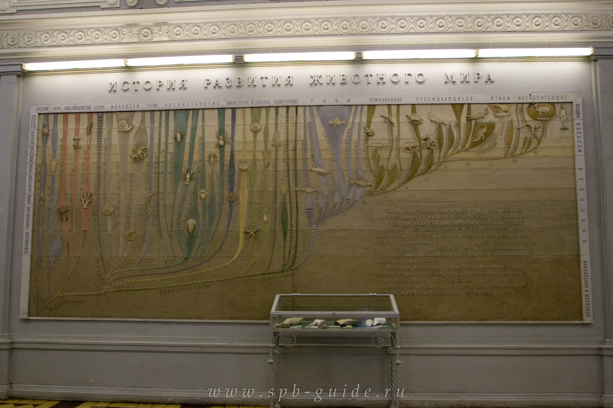 История развития животного мира в Зоологическом музее История развития животного мира в Зоологическом музее