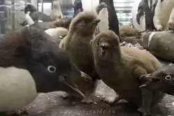 Пингвины в Зоологическом музее