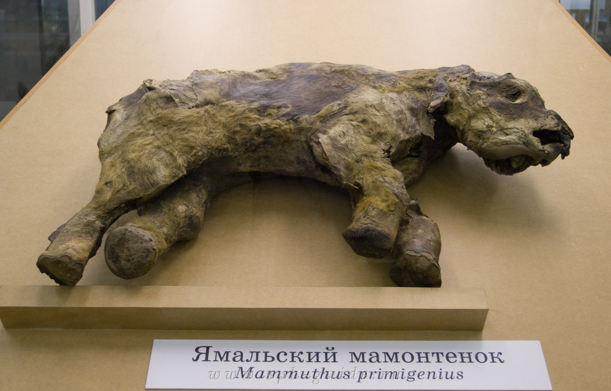 Ямальский мамонтенок Ямальский мамонтенок