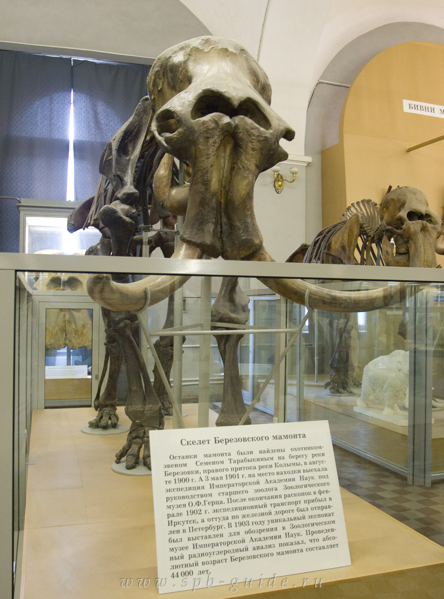 Березовский мамонт Зоологический музей в Санкт-Петербурге