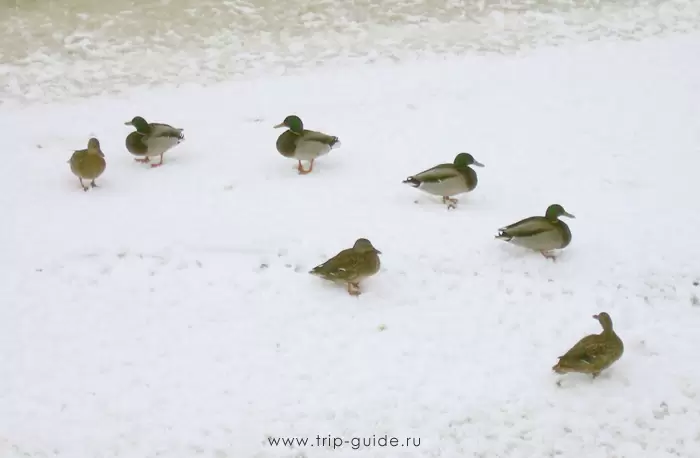 Уточки на льду реки Мойки