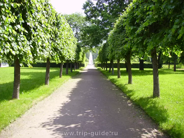 Аллеи Нижнего парка Аллеи Нижнего парка