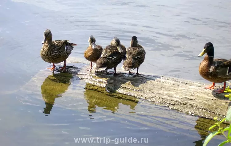 Петергоф, Красный пруд Петергоф, Красный пруд
